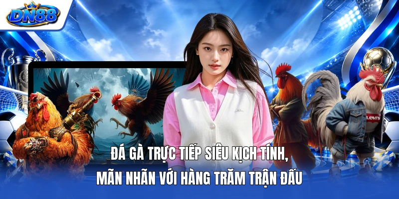 Đá gà trực tiếp siêu kịch tính, mãn nhãn với hàng trăm trận đấu